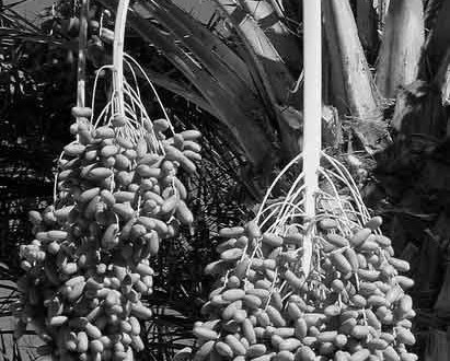 Sehat ala Nabi – Kurma – BAMAH